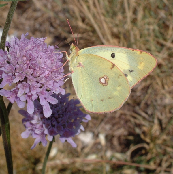 Colias crocea